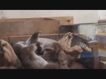 かわうそバトル　リュウvs.リオ　安佐動物公園