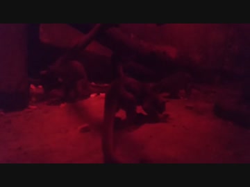 機関銃（キカンジュー）ではなくキンカジューです。間違え易いので気を付けましょう！