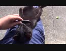 黒猫　ブラッシング♪　おとなしい、可愛い(*´ω｀*)