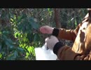 公園で拾ったものでジャムを作ろう！