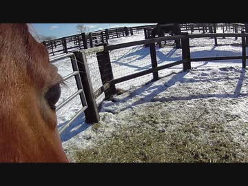 きょうのじょーじのにちじょう（Horse's eyes)