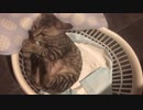 自分の尻尾追いかけるシャロ【24日目！】