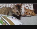 拾いねこ＠生後2387/2354日目　新しいご飯に変わります。
