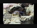 ありえないけど実在する生物 Chapter3「オスとメスが真逆な虫」