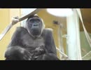 京都動物園ニシゴリラの赤ちゃん公開！
