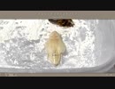 脱皮するアルゼンチンモリゴキブリ