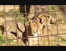 狩りごっこする双子のサーバルキッズ　（多摩動物公園）