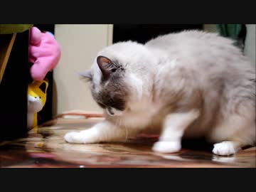 いつものクッションがつるつるですのにゃ