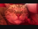 【ティーガー】愛猫のゴロゴロを聞くだけ②