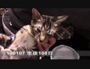 【生後107~113日】伊勢'sの体重測定【蒼民家の猫々】