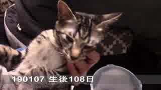 【生後107~113日】伊勢'sの体重測定【蒼民家の猫々】