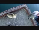 釣りをさせてくれない野良猫part６