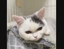 おしゃべり猫チャーチャ【cat】