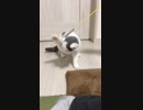 猫じゃらしに夢中な子猫【cat】