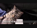 【生後113~120日】伊勢'sの体重測定【蒼民家の猫々】