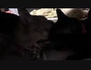 真夜中の猫のラブラブ