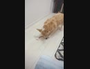 【しっぽ】ぼっちを楽しむコーギーさん【corgi】