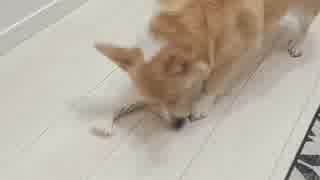 【しっぽ】ぼっちを楽しむコーギーさん【corgi】