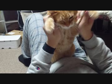 拾いねこ＠生後2388/2355日目　ばんざーい