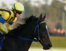 【蔵出し】2006ドバイWCデー日本馬応援【競馬FLASH】
