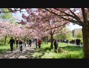 Kirschblütenfest 2017 in Teltow - Cherry Blossom Festival 2017 @ Teltow - Germany