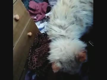 最後のダン動画