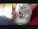 【フブキ】愛猫のゴロゴロを聞くだけ③