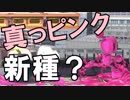 【スマブラSP】気ままに灯火の星やっていくよ　その13【実況】