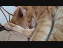 拾いねこ＠生後2389/2356日目　メンテやっててうｐできませんでした。