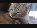 【ティーガー】愛猫が毛繕いをするだけ