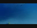 Fish In Mexico　仁部聡和