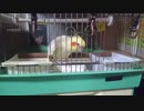 いいちこインコ2018年秋/近況報告その3「発情編」
