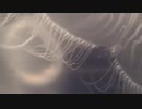 Jellyfish HD Stock Video　仁部聡和
