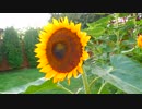 A Garden With Sunflowers　西川輝寿