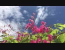 Small Pink Flowers In Bloom　西川輝寿