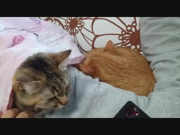 拾いねこ＠生後2390/2357日目　心穏やかに惰眠を貪る