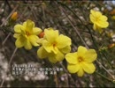 誕生日に贈る言葉～1月23日生まれの気さくなあなたに－聴きものがたり
