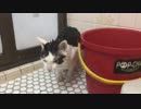 猫の体を洗った結果
