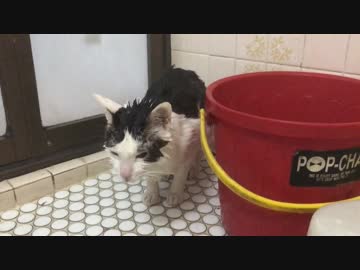 猫の体を洗った結果