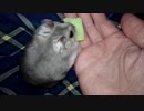 ハムスター飼いました。その59～ハムスターくんとウエハース～