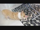 【しっぽ】コーギーさんの臨戦体制【corgi】