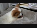 フリース生地のこたつ布団カバーをペロペロするワンコ（パピヨン）2