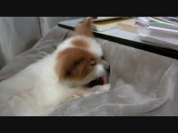 フリース生地のこたつ布団カバーをペロペロするワンコ（パピヨン）2