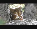 Squirrel Eating A Cone　石部　