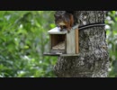 Squirrel Eating　石部