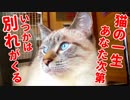 猫を飼うことにした理由と覚悟についてお話します