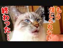 飼い主に裏切られた猫がリストラされたかのような茫然自失顔で訴えてきた