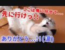 人間は猫にもっと感謝しなければならないのかもしれません