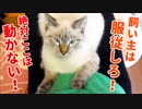 膝の上の特等席を陣取る猫に為す術もなく、ひたすら撫でました