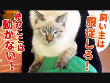 膝の上の特等席を陣取る猫に為す術もなく、ひたすら撫でました